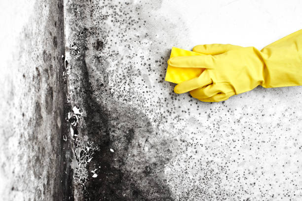 Best Residential Mold Remediation in Wolcott, IN